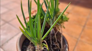 Spring onions in a pot