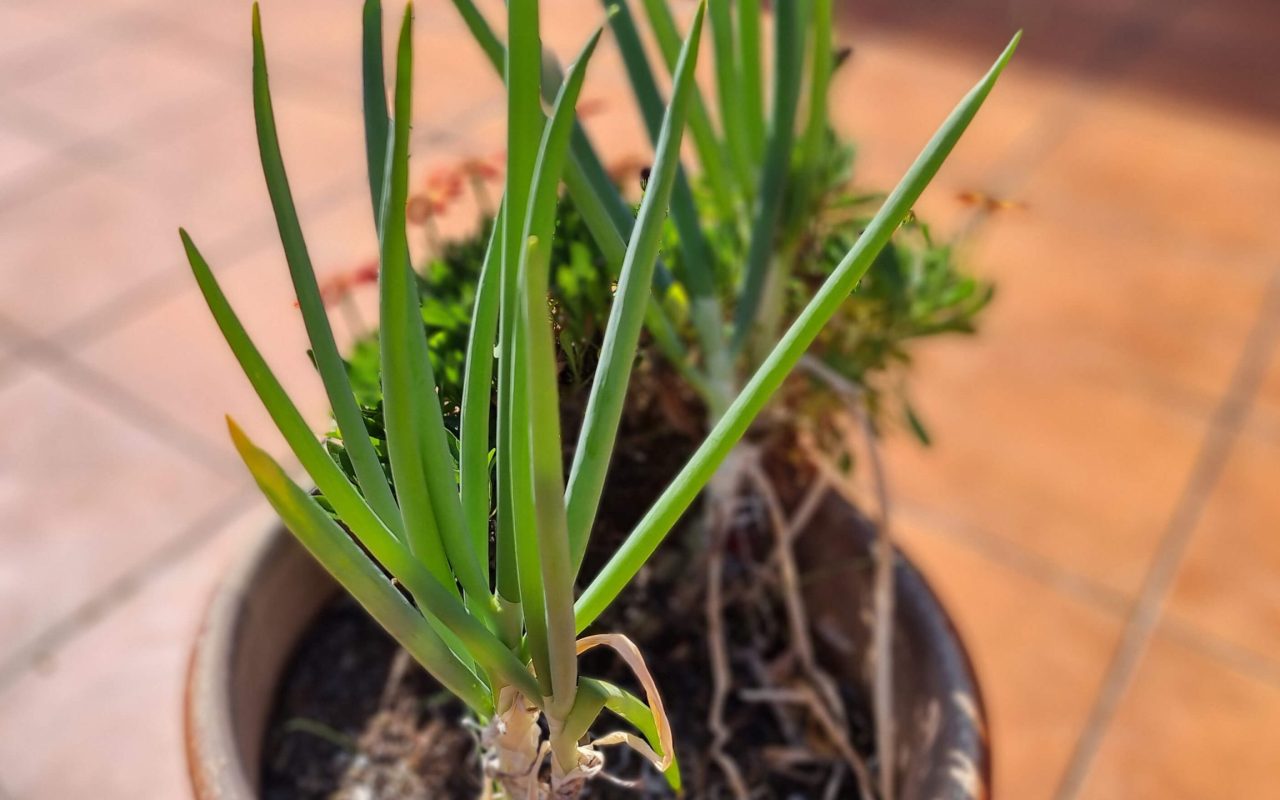 Spring onions in a pot